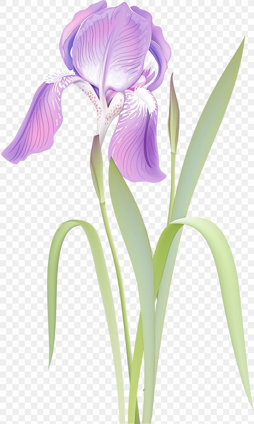 Flower Flowering Plant Plant Violet Purple, PNG, 1796x3000px, Flower, Cut Flowers, Flowering Plant, Iris, Orris Root Download Free