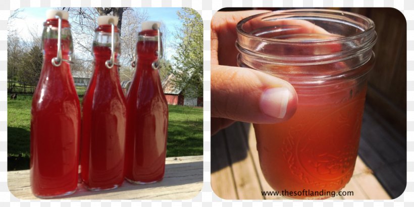 Kombucha Tea SCOBY Tomato Juice Health, PNG, 1024x512px, Kombucha, Canning, Condiment, Drink, Fizzy Drinks Download Free