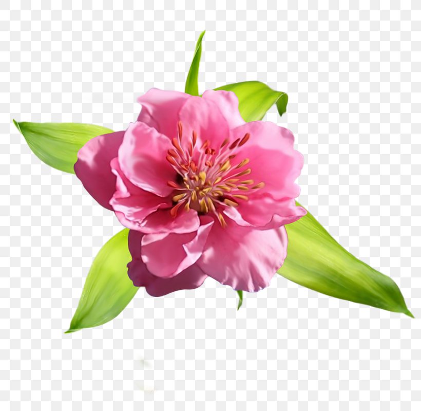 Peony Alstroemeriaceae Petal, PNG, 800x800px, Peony, Alstroemeriaceae, Blossom, Branch, Flower Download Free