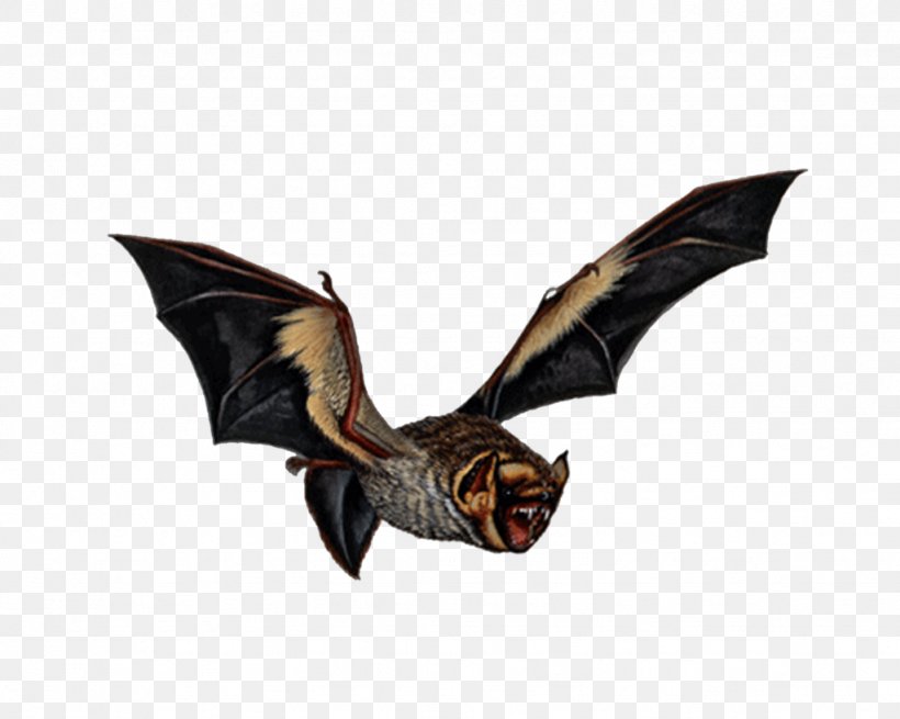Vampire Bat Bird Art, PNG, 1024x819px, Bat, Animal, Art, Bird, Deviantart Download Free
