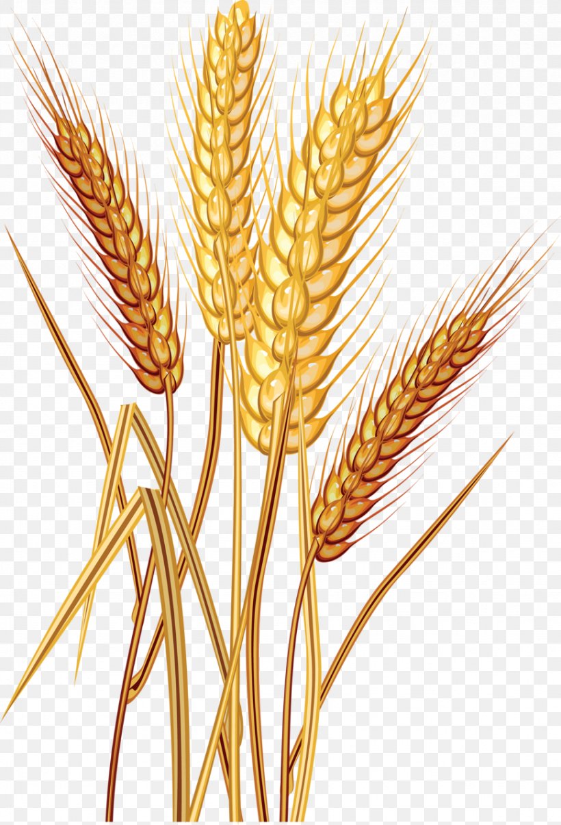 Common Wheat Grain Stock Photography Download Clip Art, PNG, 871x1280px, Common Wheat, Ancient Grains, Avena, Barley, Bread Download Free