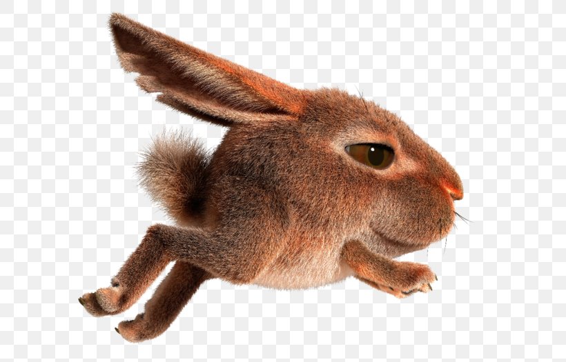 Domestic Rabbit Hare Easter Bunny, PNG, 700x525px, Domestic Rabbit, Easter Bunny, Fauna, Fur, Hare Download Free