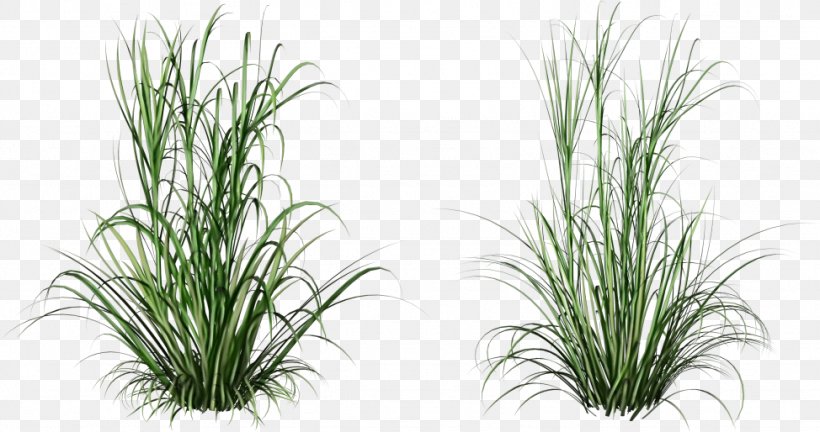 Grass Plant Grass Family Terrestrial Plant Flower, PNG, 974x514px, Watercolor, Chives, Chrysopogon Zizanioides, Flower, Flowering Plant Download Free