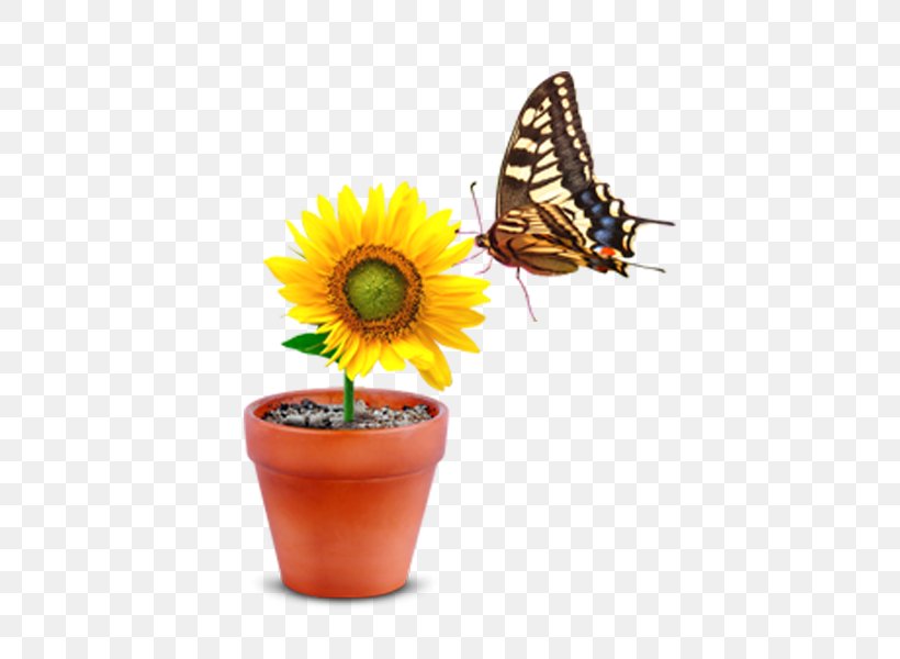 Monarch Butterfly Flowerpot, PNG, 600x600px, Monarch Butterfly, Arthropod, Brush Footed Butterfly, Bud, Butterfly Download Free