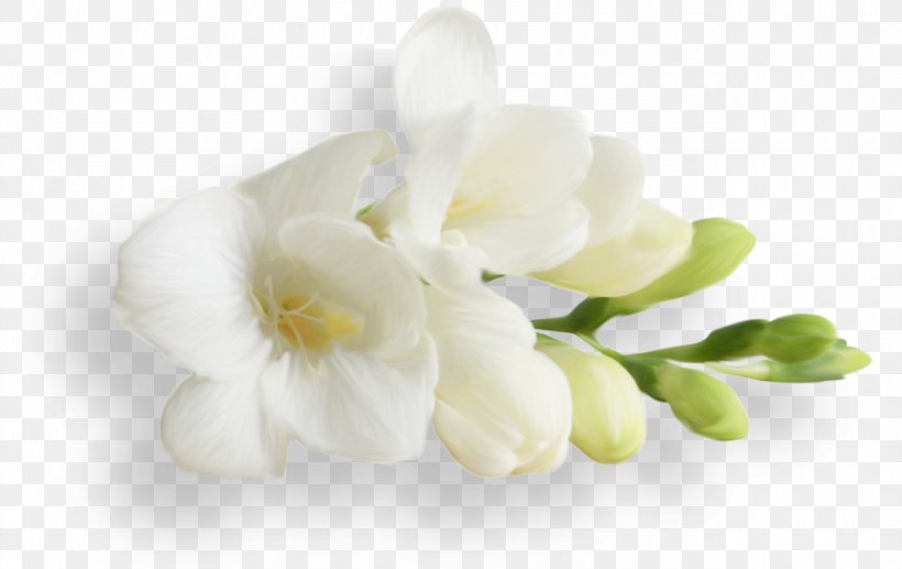 Moth Orchids, PNG, 1280x808px, Moth Orchids, Flower, Flowering Plant, Jasmine, Moth Orchid Download Free
