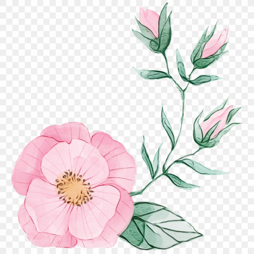 Flower Plant Petal Pink Prickly Rose, PNG, 1200x1200px, Watercolor Pink Flower, Chinese Peony, Cut Flowers, Floral, Flower Download Free