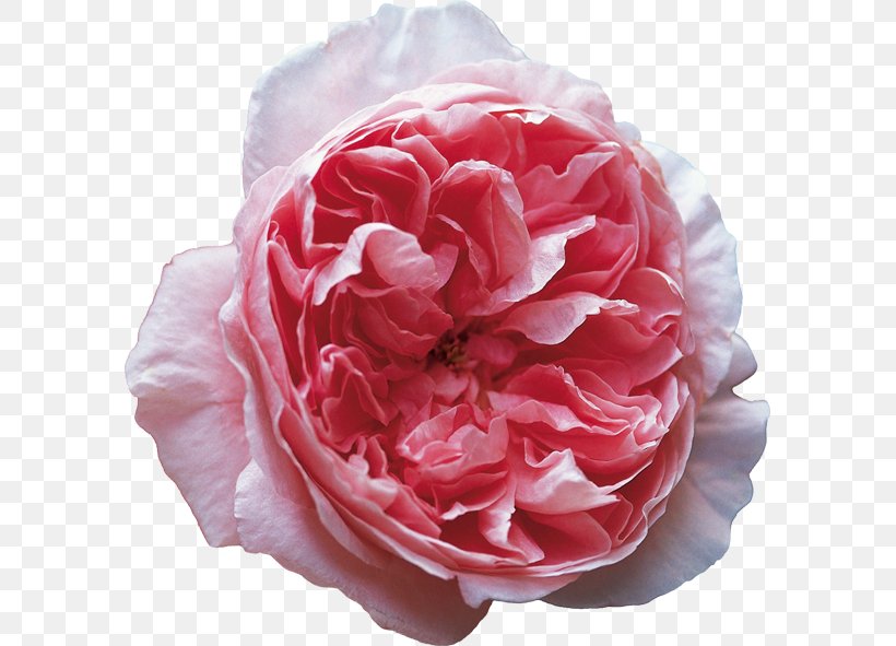 Garden Roses Rosa Chinensis Centifolia Roses Chelsea Flower Show, PNG, 591x591px, Garden Roses, Artificial Flower, Camellia, Centifolia Roses, Chelsea Flower Show Download Free