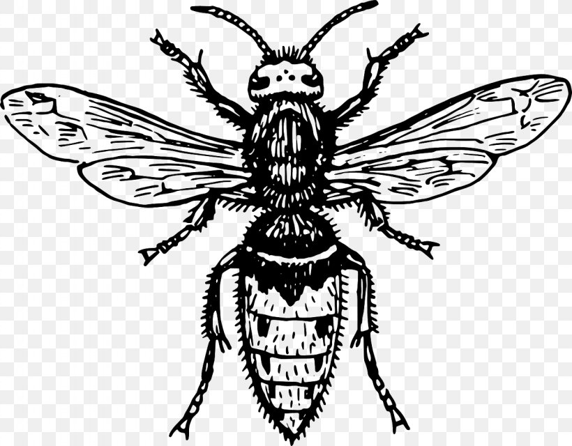 Insect Clip Art, PNG, 1280x1000px, Insect, Arthropod, Artwork, Bee, Black And White Download Free