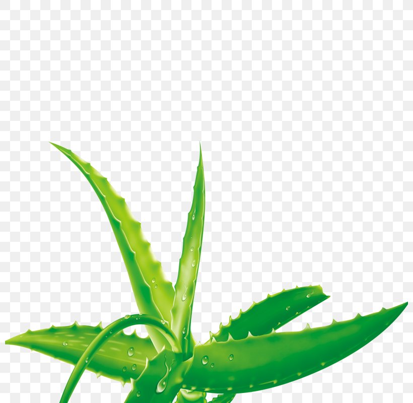 Aloe Vera Euclidean Vector, PNG, 800x800px, Aloe Vera, Aloe, Element, Fundal, Gel Download Free