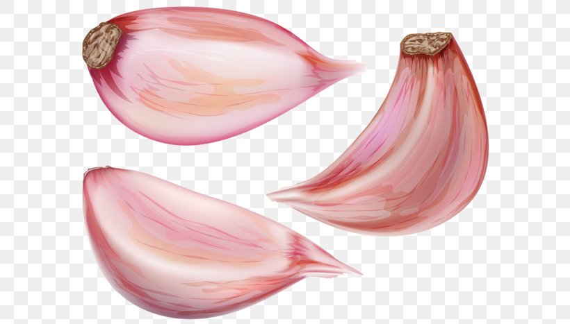 Clip Art Image Shallot Ink, PNG, 600x467px, Shallot, Baltic Clam, Baltic Macoma, Bottle, Cinnamon Download Free