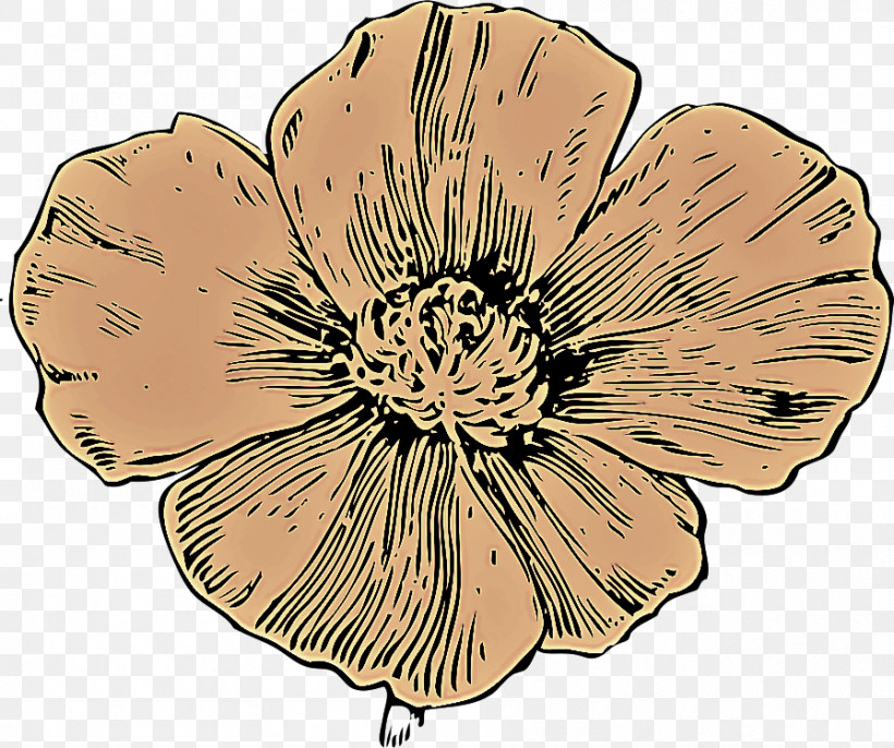 Flower Petal Plant Wildflower Poppy Family, PNG, 896x750px, Flower, Cinquefoil, Petal, Plant, Poppy Family Download Free