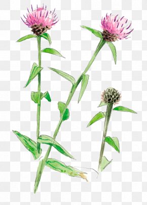 Thistle Plant Flower Burdock Silybum, PNG, 3000x3000px, Watercolor ...