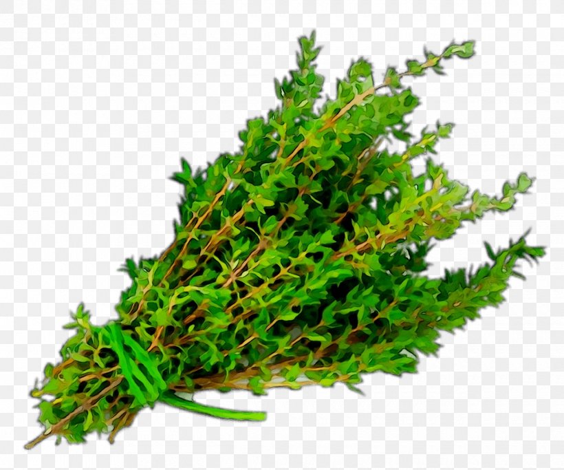 Herb Garden Thyme Watercress Pinene, PNG, 1240x1034px, Herb, Aquarium Decor, Cannabis, Caulerpa, Common Sage Download Free