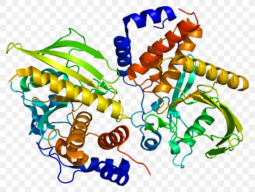 PTPN9 Protein Tyrosine Phosphatase PTPN14 Human, PNG, 1054x794px, Protein Tyrosine Phosphatase, Art, Artwork, Enzyme, Gene Download Free