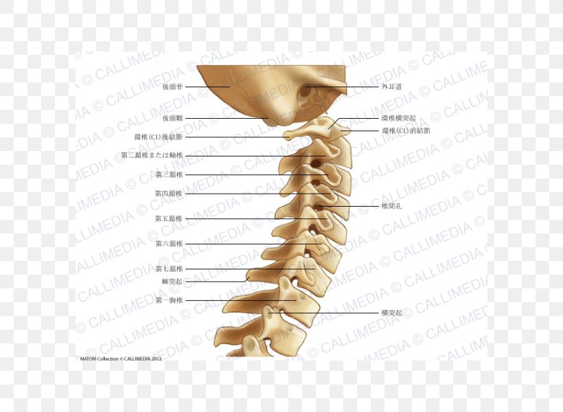 Cervical Vertebrae Vertebral Column Anatomy Neck Pain Atlas, PNG, 600x600px, Watercolor, Cartoon, Flower, Frame, Heart Download Free