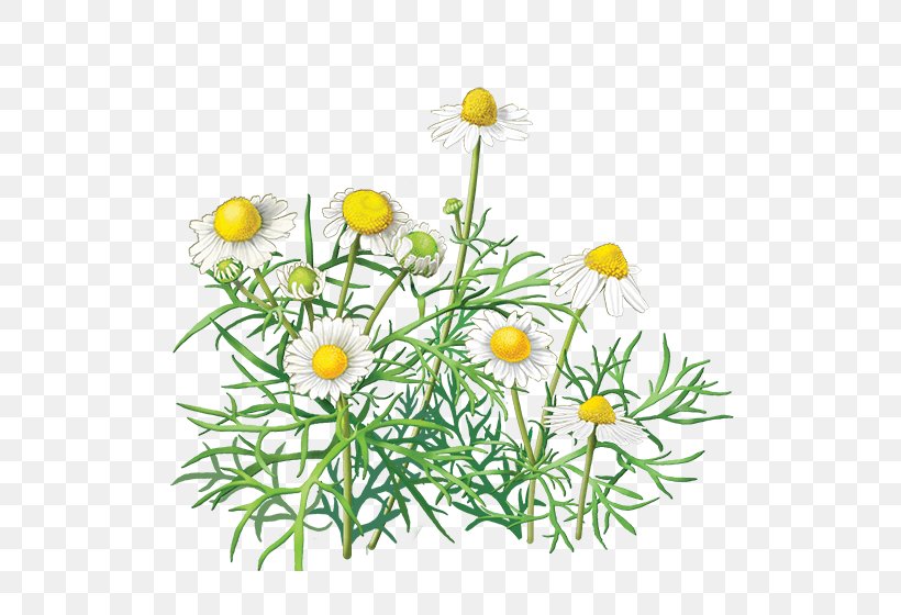 Chamomile Flower, PNG, 600x560px, Tea, Bag, Caffeine, Chamaemelum Nobile, Chamomile Download Free