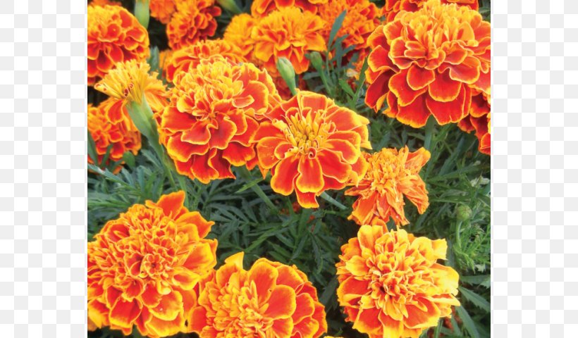 Marigold Krasnoyarsk Annual Plant CBSE Exam, Class 10 · 2018 Spanish Propagule, PNG, 640x480px, Marigold, Annual Plant, Calendula, Chrysanths, Cultivar Download Free
