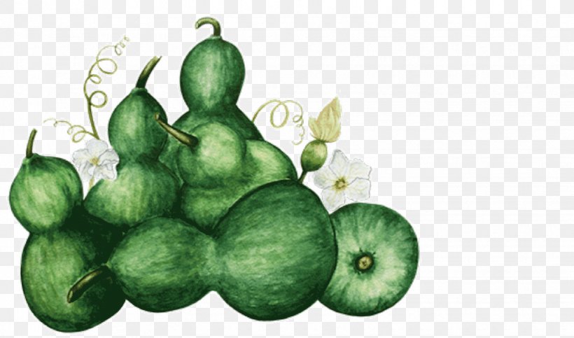 Squash Illustration Apple Tree, PNG, 1530x902px, Squash, Apple, Cucumber Gourd And Melon Family, Cucurbita, Food Download Free