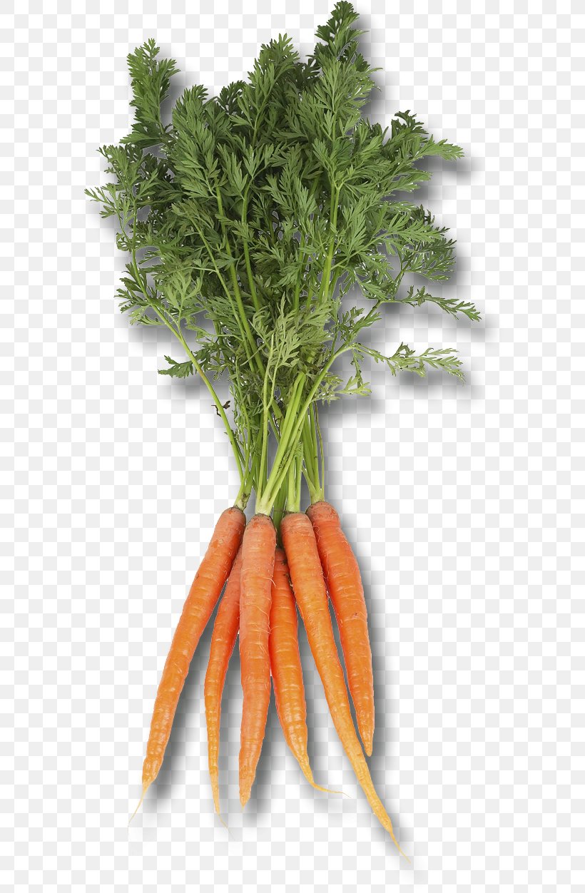 Baby Carrot Food Root Vegetables Radish, PNG, 599x1252px, Baby Carrot, Carrot, Celeriac, Celery, Chard Download Free
