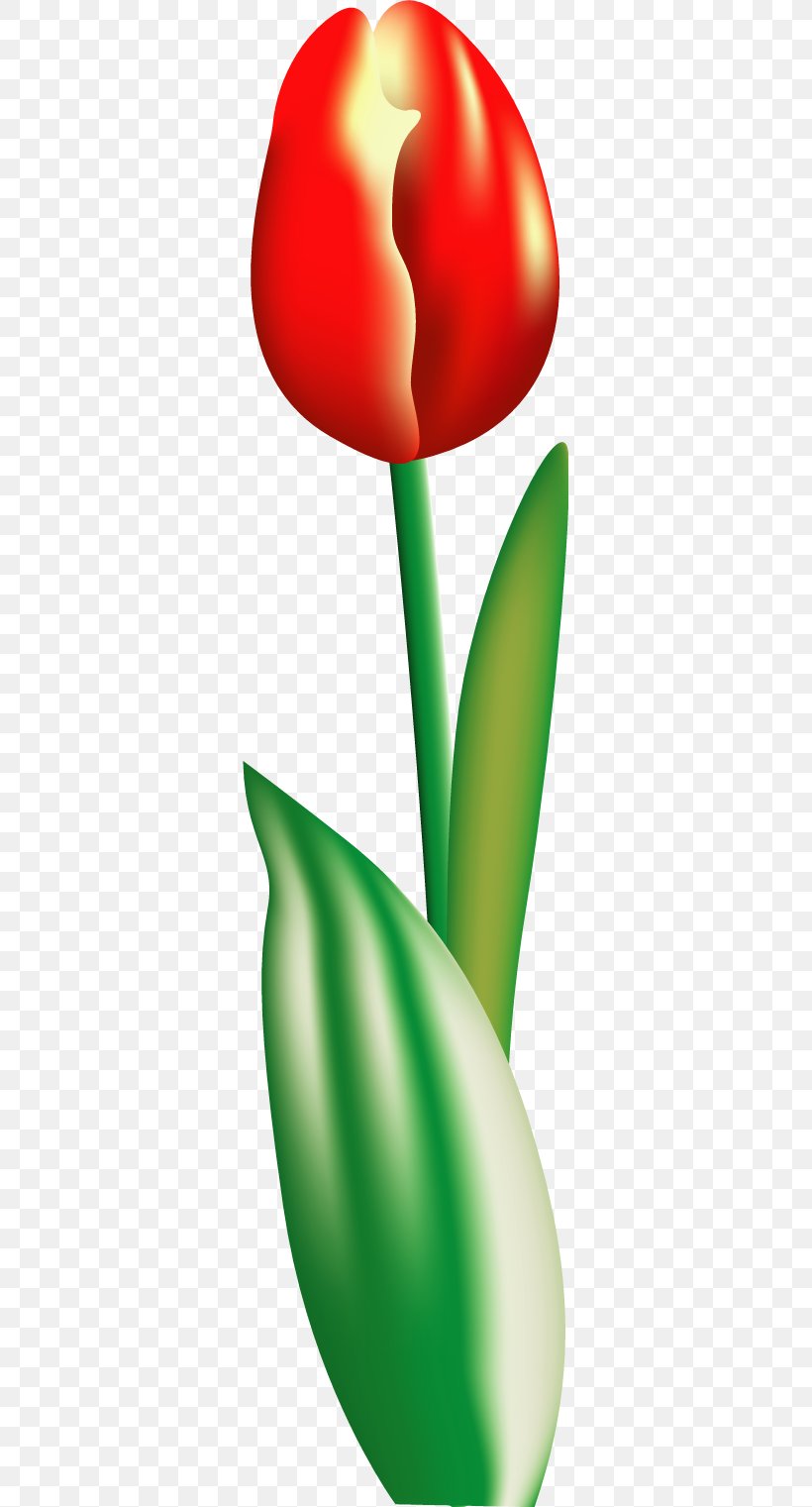 Flower Tulip Clip Art, PNG, 329x1521px, Flower, Flowering Plant, Painting, Plant, Plant Stem Download Free