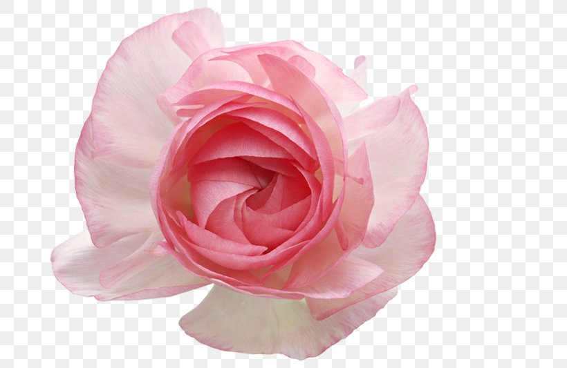 Garden Roses Centifolia Roses Clip Art, PNG, 800x533px, Garden Roses, Artificial Flower, Centifolia Roses, Cut Flowers, Floristry Download Free