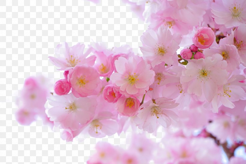 National Cherry Blossom Festival Flower, PNG, 1200x800px, 4k Resolution, National Cherry Blossom Festival, Azalea, Blossom, Branch Download Free