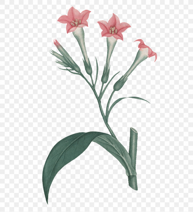 Floral Design, PNG, 1164x1280px, Floral Design, Amaryllis, Biology, Cut Flowers, Flower Download Free