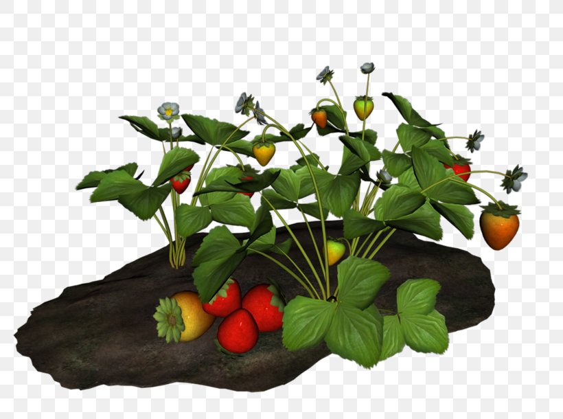 Floral Plant, PNG, 800x610px, Strawberry, Anthurium, Basket, Berries, Berry Download Free