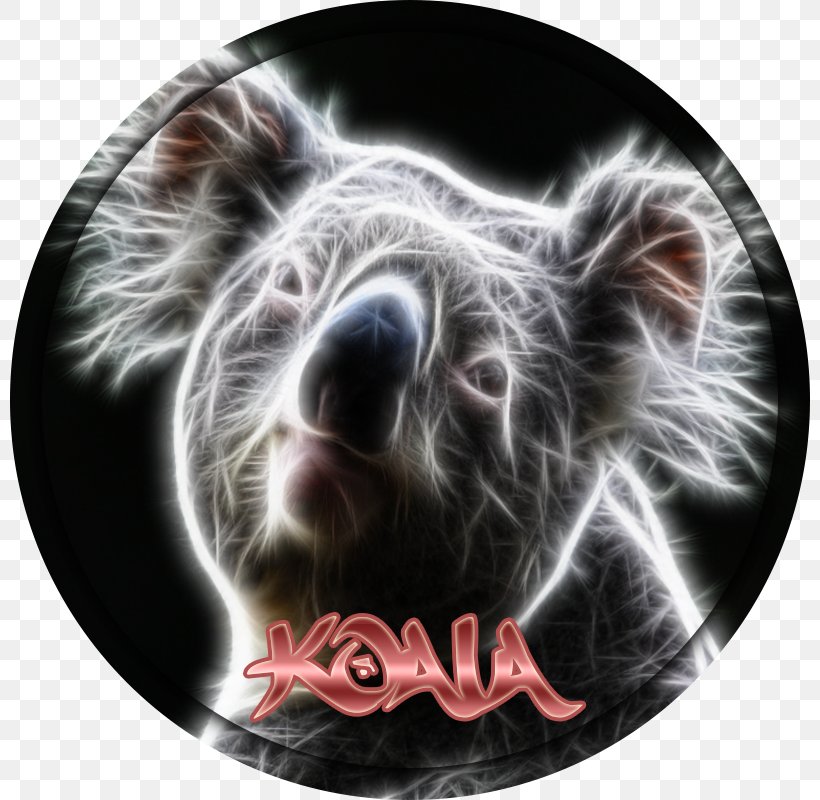 Snout Marsupial, PNG, 800x800px, Snout, Bear, Marsupial Download Free
