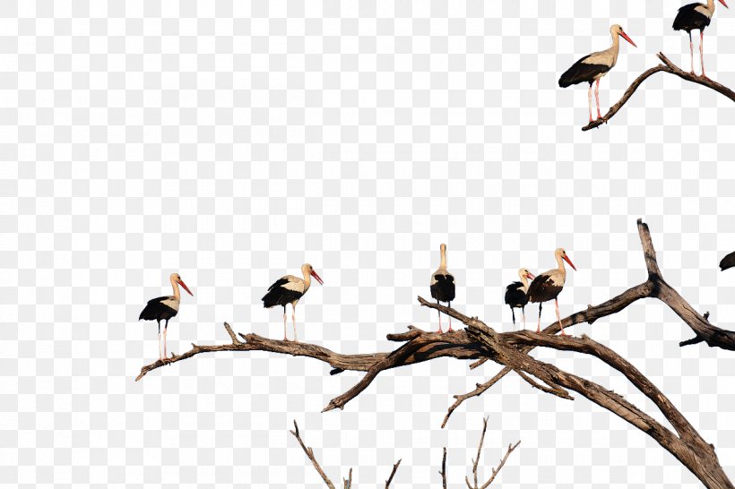 White Stork Bird Beak, PNG, 1200x800px, White Stork, Animal, Beak, Bird, Branch Download Free