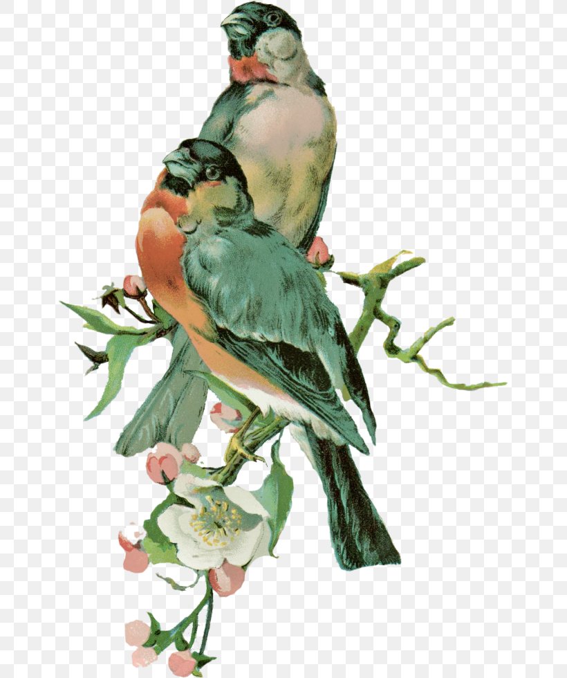 Budgerigar Bird, PNG, 651x980px, Budgerigar, Animal, Beak, Bird, Common Pet Parakeet Download Free