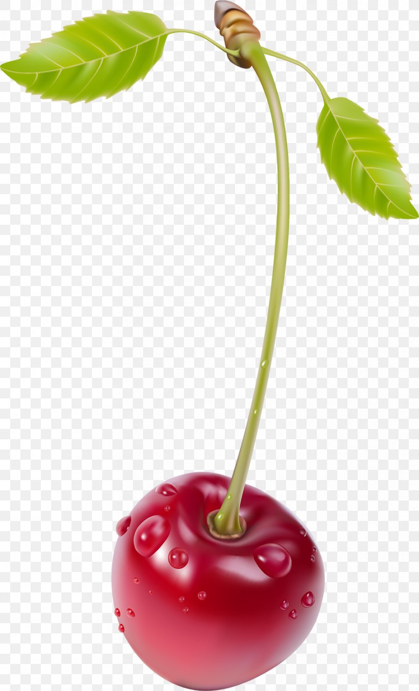 Cherry Blueberry Clip Art, PNG, 909x1500px, Cherry, Berry, Blossom, Blueberry, Cherry Blossom Download Free
