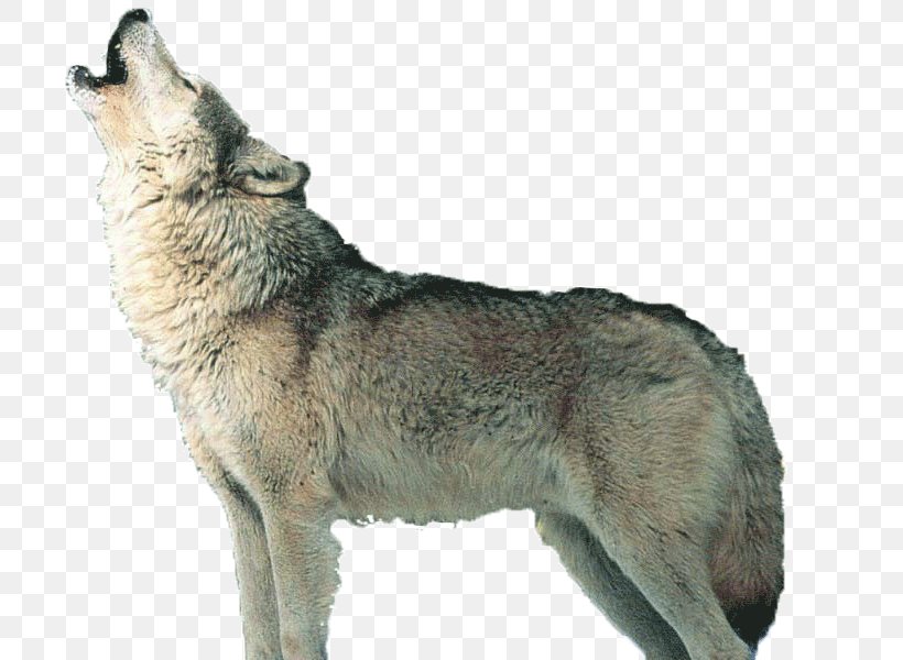 Czechoslovakian Wolfdog Saarloos Wolfdog Kunming Wolfdog Coyote Alaskan Tundra Wolf, PNG, 800x600px, Czechoslovakian Wolfdog, Alaskan Tundra Wolf, Animal, Animal Track, Canidae Download Free