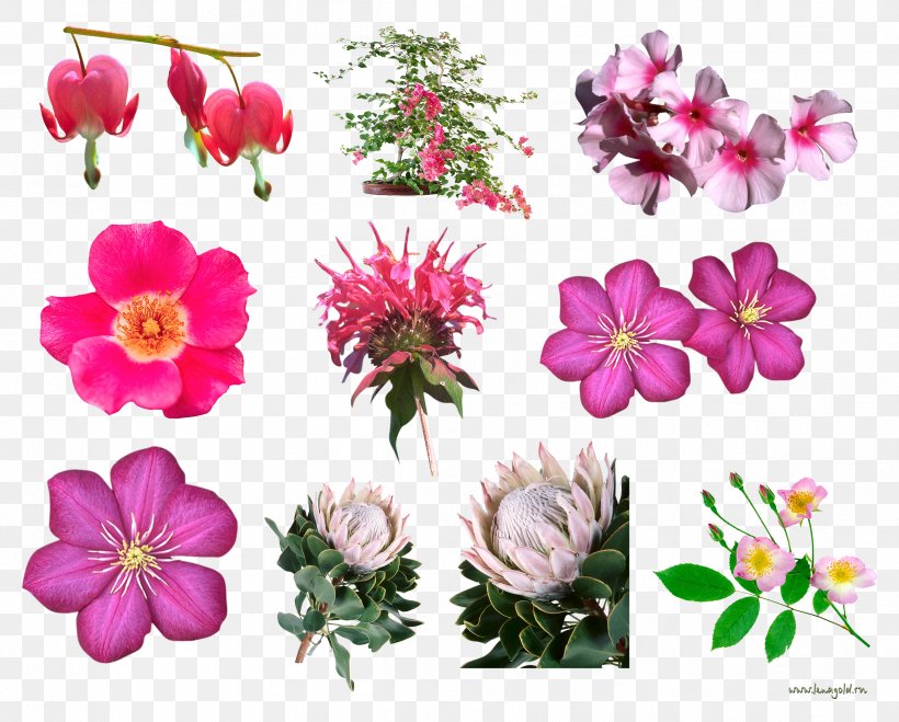 Flower Floral Design, PNG, 2424x1949px, Flower, Annual Plant, Cut Flowers, Flora, Floral Design Download Free