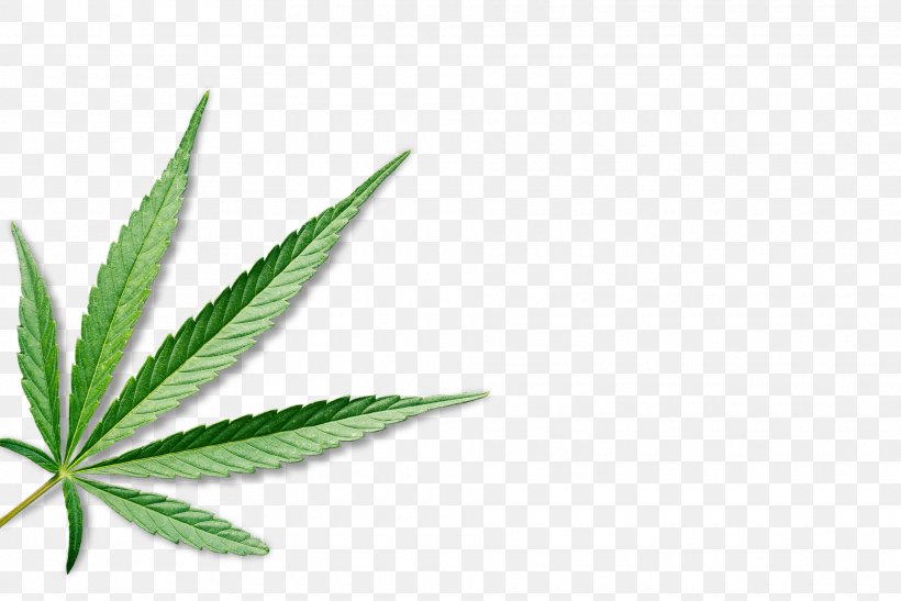 Medical Cannabis Leaf Hemp, PNG, 1920x1281px, Cannabis, Blunt, Cannabis Cultivation, Cannabis Industry, Drug Download Free