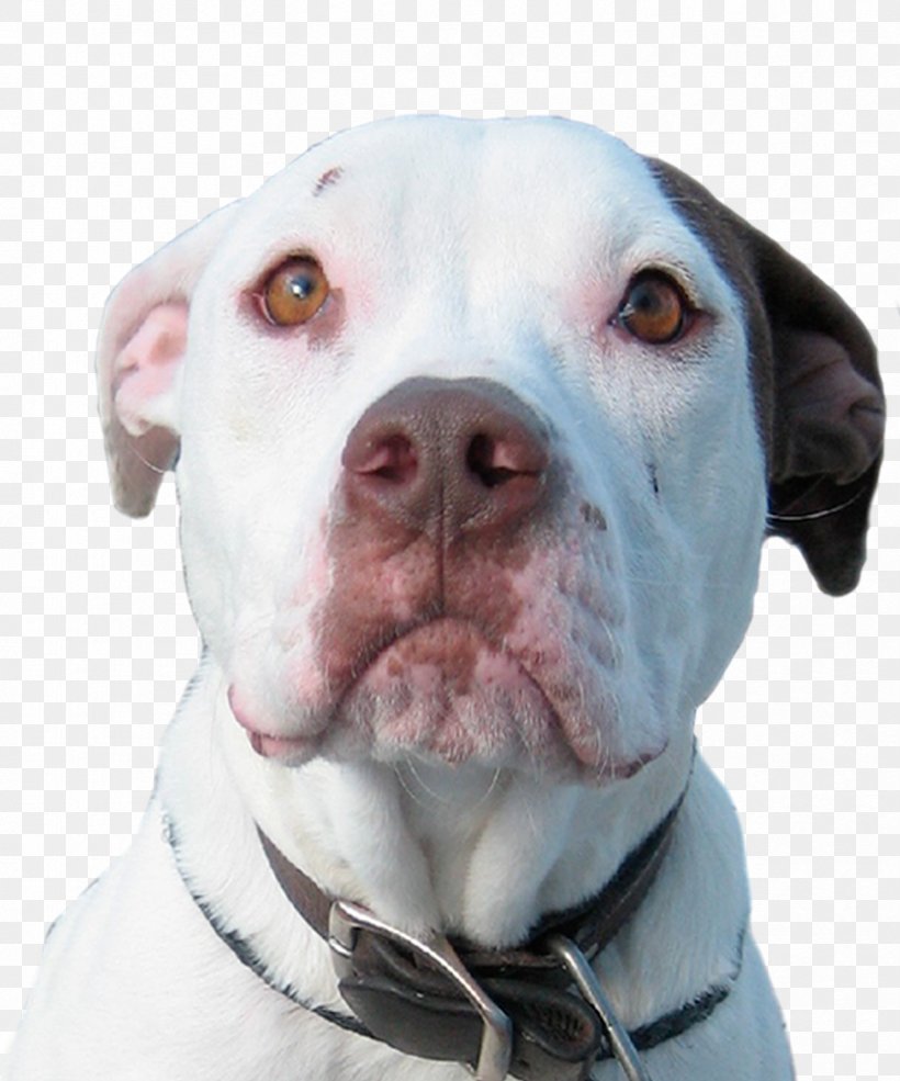 American Pit Bull Terrier American Bulldog Cordoba Fighting Dog Dogo Argentino, PNG, 832x1000px, Pit Bull, American Bulldog, American Pit Bull Terrier, American Staffordshire Terrier, Animal Download Free