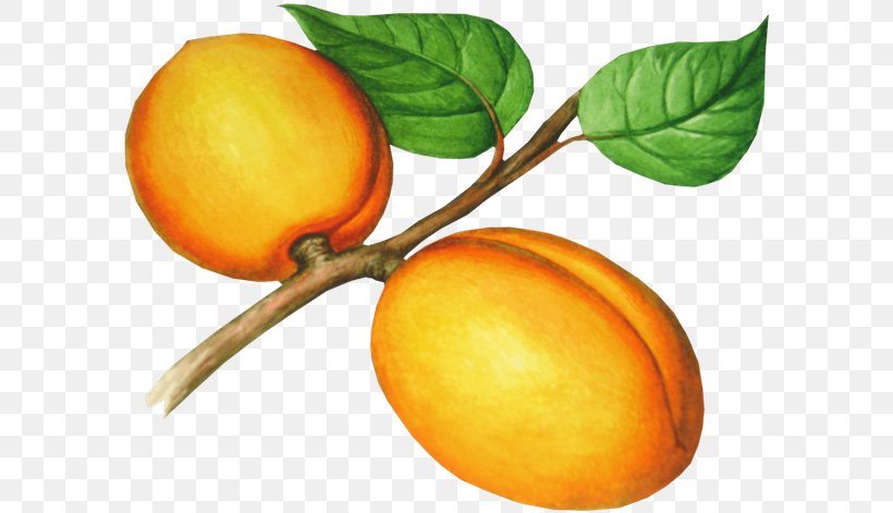 Apricot Nectarine Food Clip Art, PNG, 600x471px, Apricot, Bitter Orange, Citrus, Digital Image, Diospyros Download Free