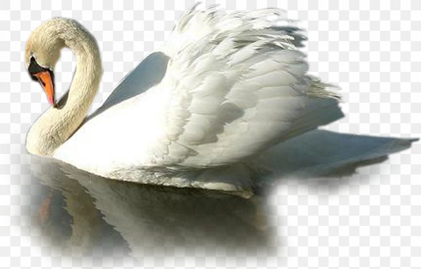 Cygnini Duck Bird Anser Clip Art, PNG, 1200x768px, Cygnini, Anatidae, Anser, Beak, Bird Download Free
