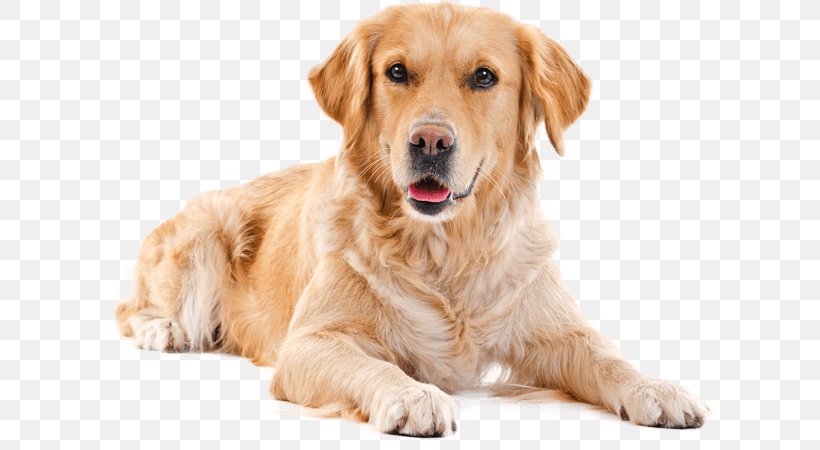 Dog Golden Retriever Retriever Companion Dog Sporting Group, PNG, 611x450px, Dog, Companion Dog, Golden Retriever, Retriever, Snout Download Free