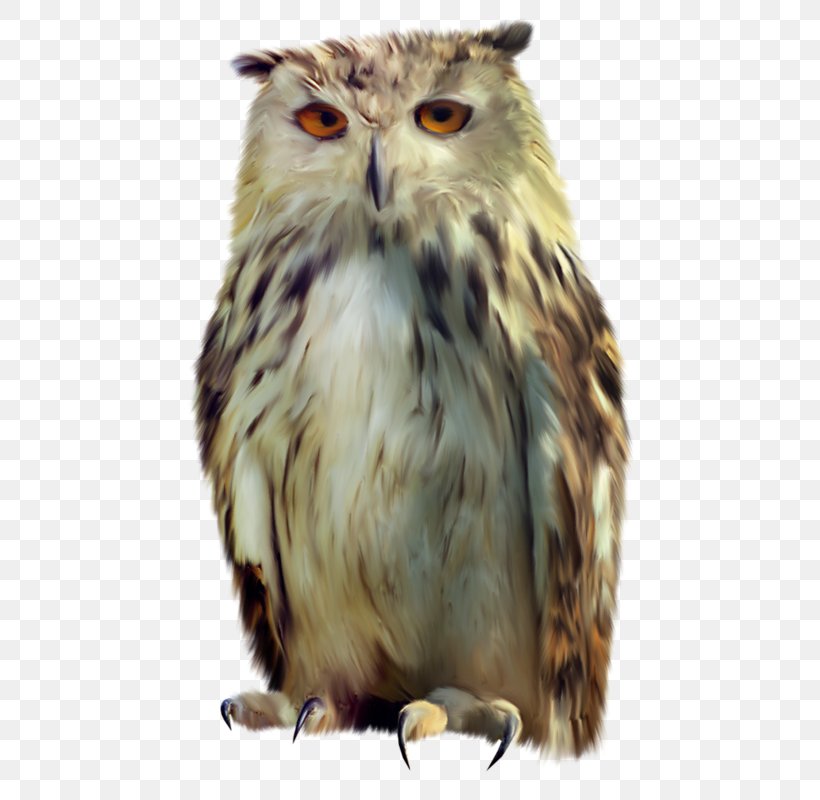 Owl Bird, PNG, 506x800px, Owl, Beak, Bird, Bird Of Prey, Data Download Free