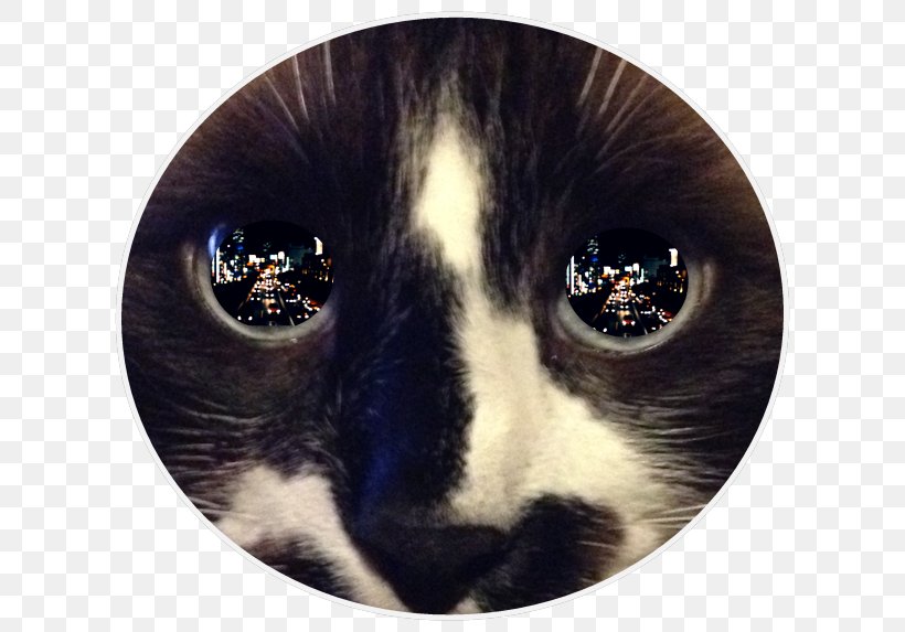 Whiskers Cat's Eye Light Reflection, PNG, 630x573px, Whiskers, Cat, Cat Like Mammal, Darkness, Eye Download Free