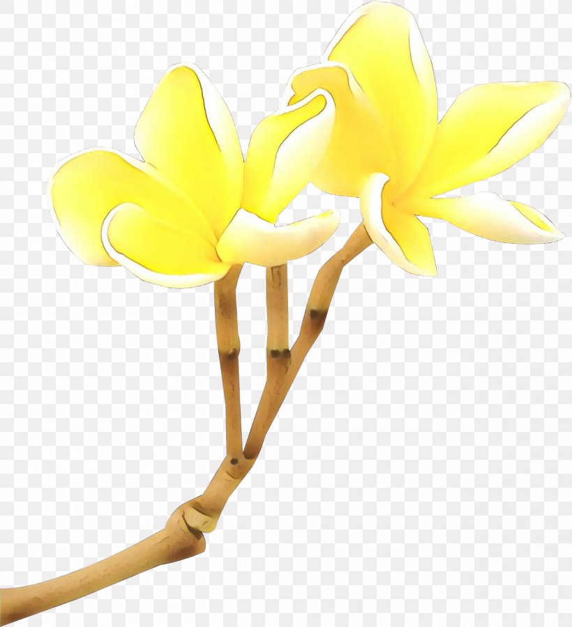 Yellow Flower Plant Clip Art Petal, PNG, 1265x1389px, Cartoon, Cut Flowers, Flower, Flowering Plant, Frangipani Download Free