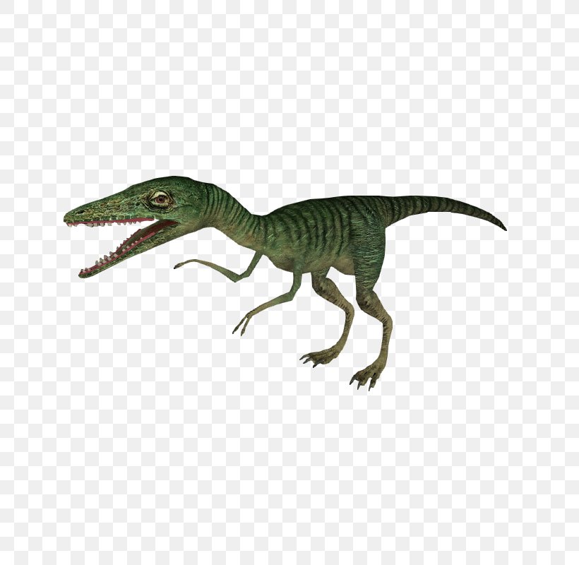 Velociraptor Compsognathus Deinonychus Tyrannosaurus Rex Animal, PNG, 800x800px, Velociraptor, Animal, Animal Figure, Compsognathus, Deinonychus Download Free