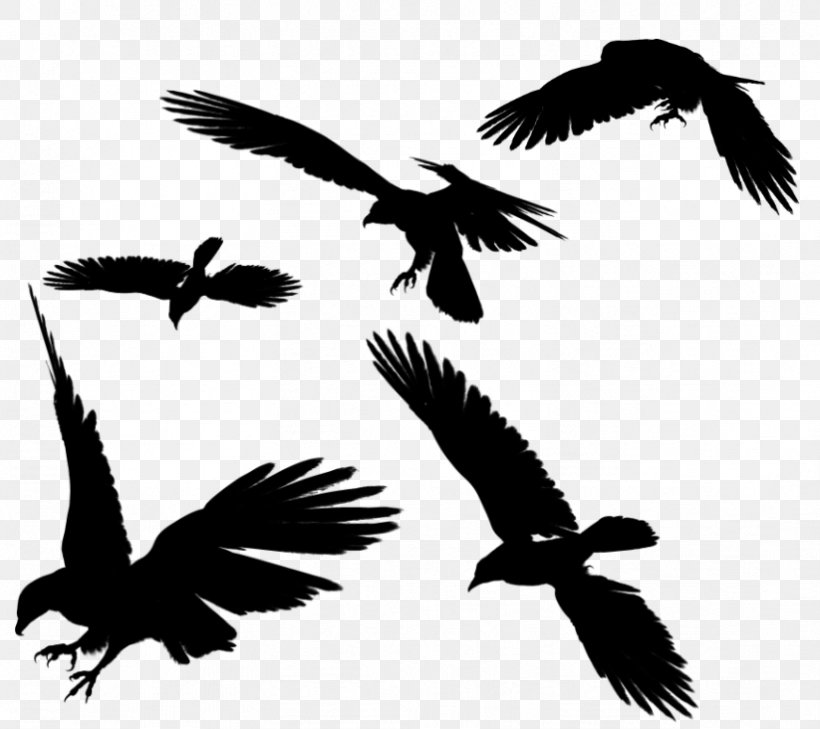 Bird Bald Eagle Silhouette Clip Art, PNG, 823x732px, Bird, Accipitriformes, Art, Bald Eagle, Beak Download Free