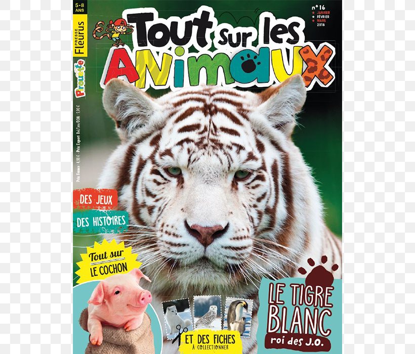 Magazine White Tiger Bengal Tiger Desktop Wallpaper Image, PNG, 700x700px, Magazine, Bengal Tiger, Big Cats, Book, Carnivoran Download Free