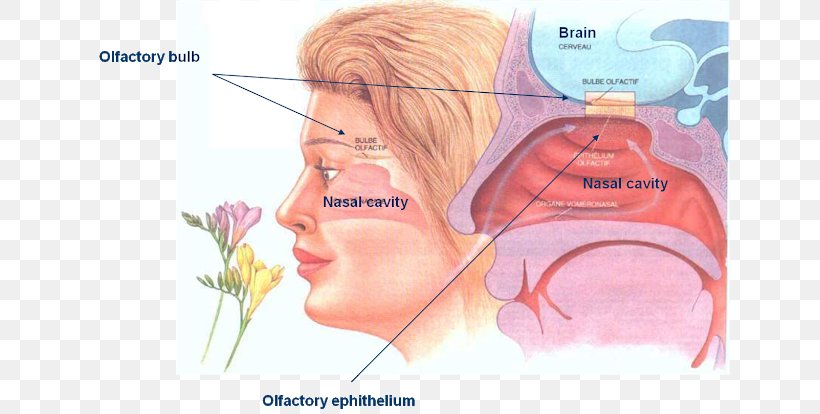 Olfaction Odor Sense Sensation Olfactory Epithelium, PNG, 640x414px, Watercolor, Cartoon, Flower, Frame, Heart Download Free