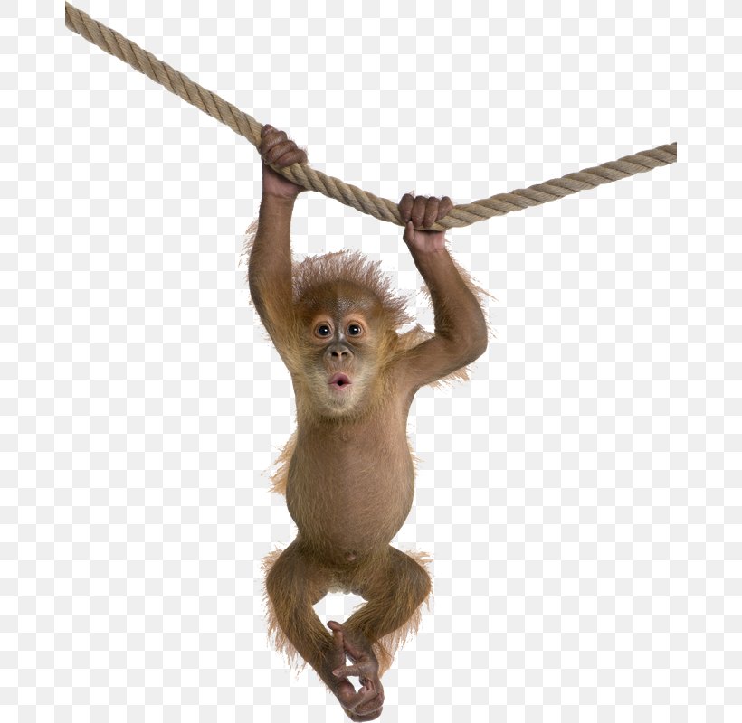 Orangutan Monkey Desktop Wallpaper, PNG, 800x800px, Orangutan, Digital Image, Gray Langur, Great Ape, Mammal Download Free