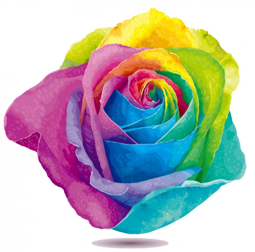 Rainbow Rose Flower Stock Photography Clip Art, PNG, 904x893px, Rainbow Rose, Chrysanthemum, Close Up, Color, Cut Flowers Download Free