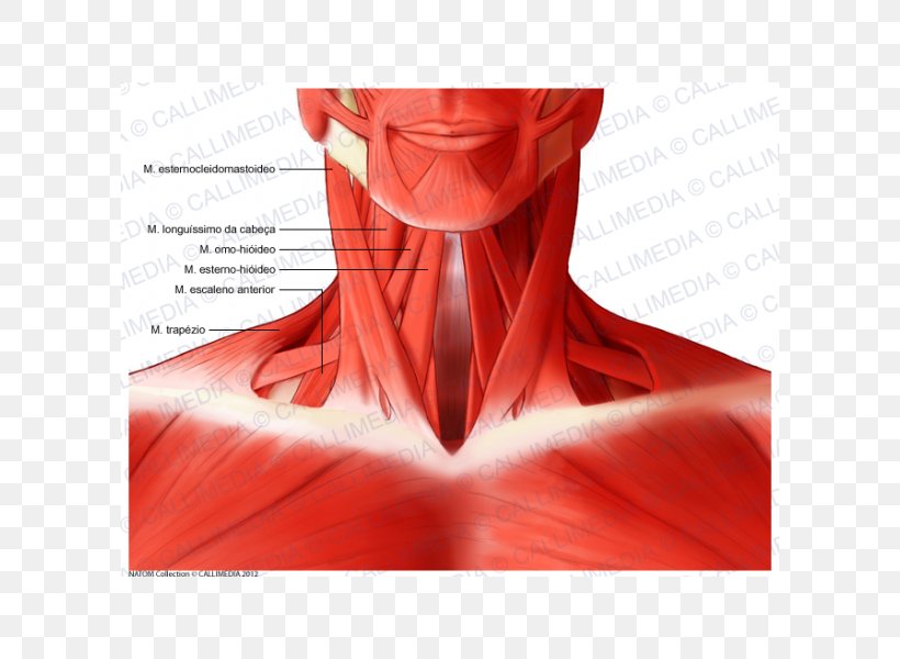 Sternocleidomastoid Muscle Head And Neck Anatomy Human Body, PNG, 600x600px, Muscle, Anatomy, Anterior Triangle Of The Neck, Blood Vessel, Head Download Free