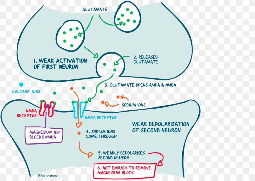 Brand Human Behavior Organism, PNG, 1600x1135px, Brand, Area, Behavior, Communication, Diagram Download Free